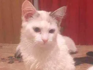 Gato raça  idade 2 a 6 meses nome Sem nome