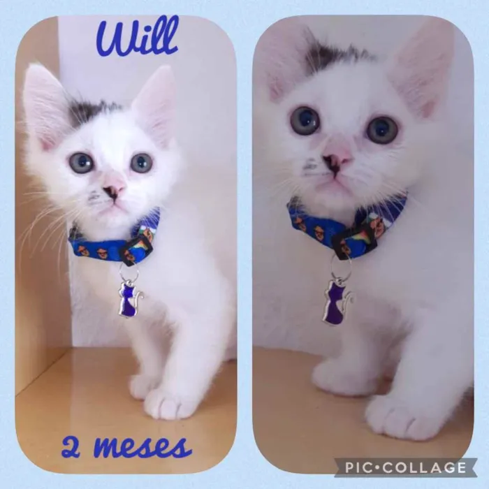 Gato raça Srd idade 2 a 6 meses nome Will
