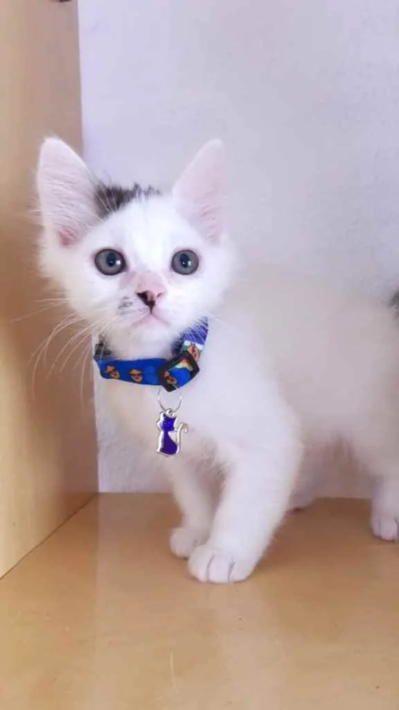 Gato raça Srd idade 2 a 6 meses nome Will