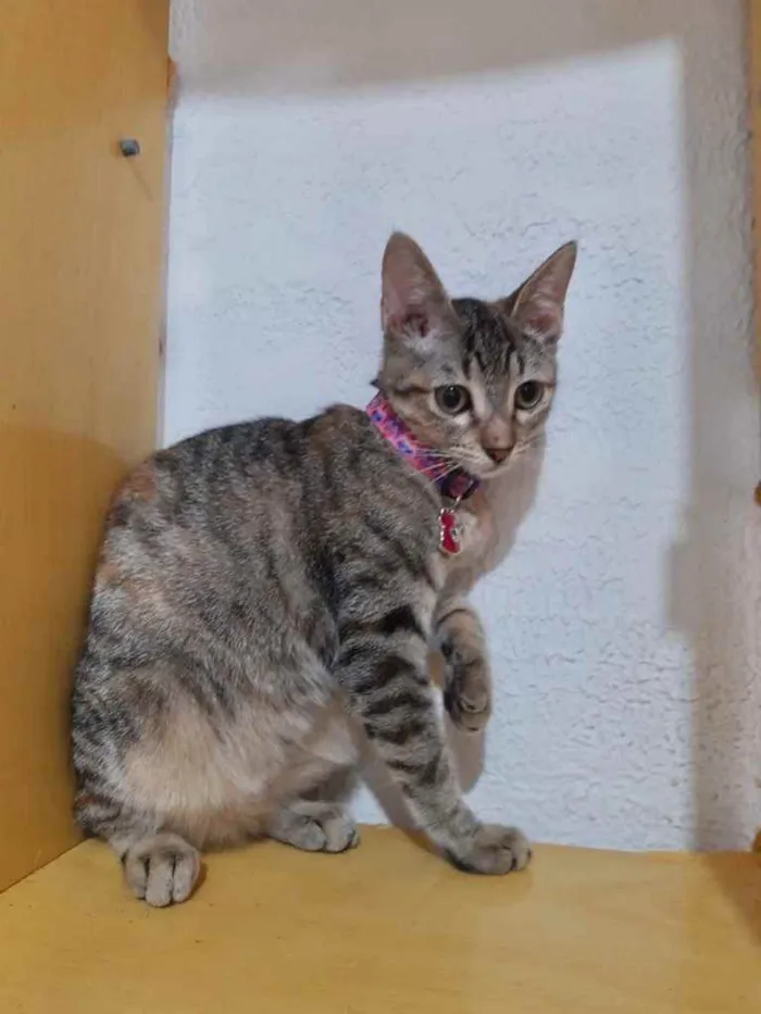 Gato raça Srd idade 2 a 6 meses nome Yara