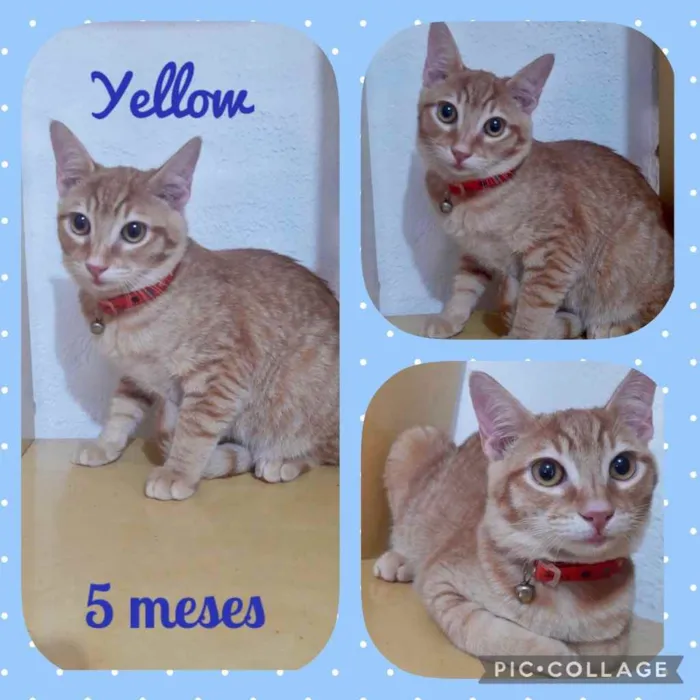 Gato raça Srd idade 2 a 6 meses nome Yellow 