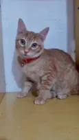 Gato raça Srd idade 2 a 6 meses nome Yellow 