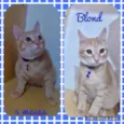 Gato raça Srd idade 2 a 6 meses nome Blond