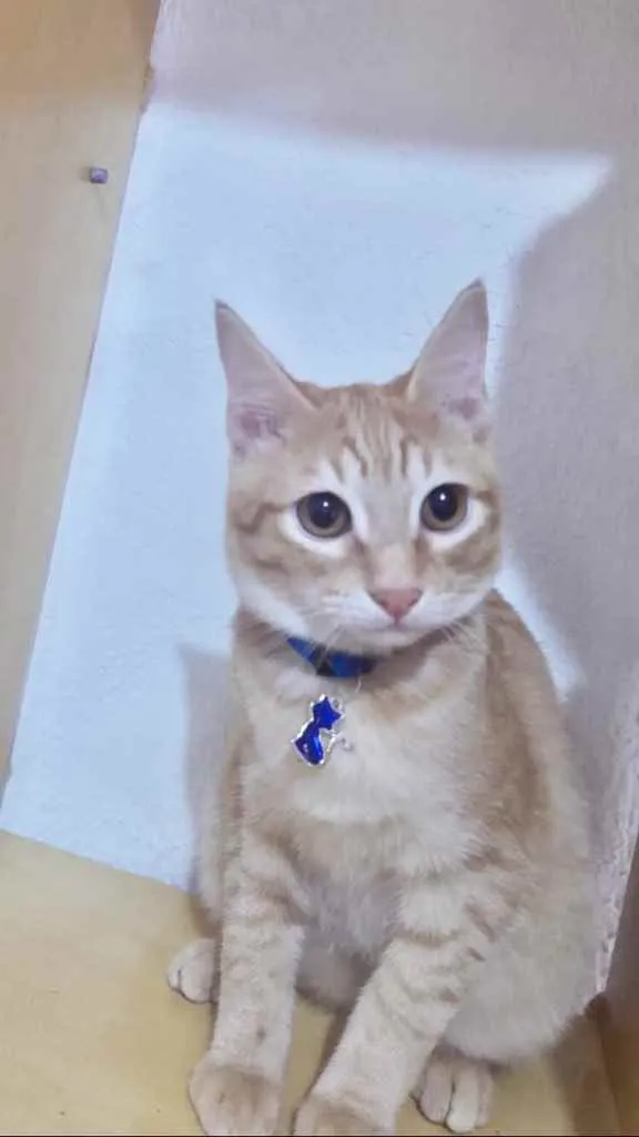 Gato raça Srd idade 2 a 6 meses nome Blond