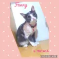 Gato raça Srd idade 2 a 6 meses nome Fanny