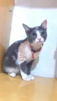 Gato raça Srd idade 2 a 6 meses nome Fanny