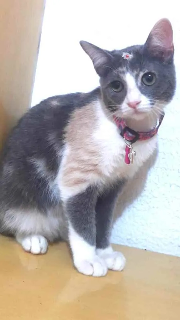 Gato raça Srd idade 2 a 6 meses nome Fanny