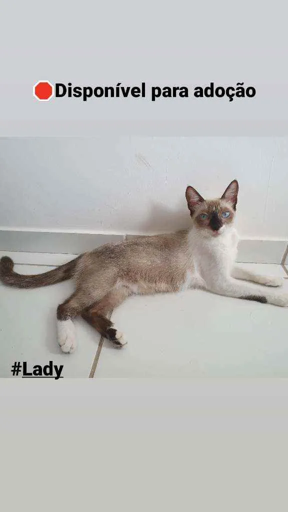 Gato raça SRD idade 2 a 6 meses nome Lady e Princesa