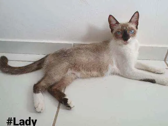 Gato raça SRD idade 2 a 6 meses nome Lady e Princesa