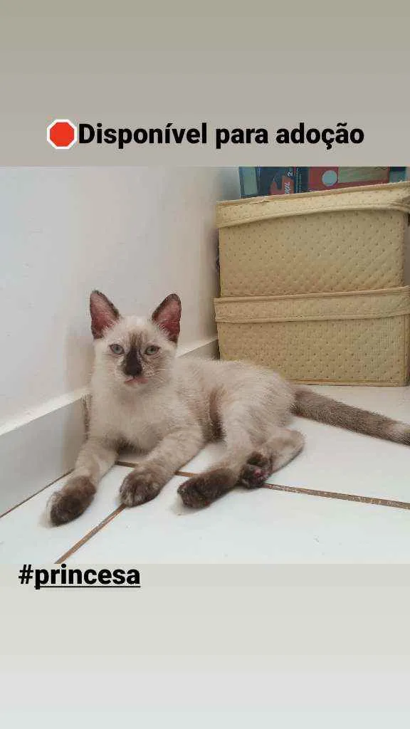 Gato raça SRD idade 2 a 6 meses nome Lady e Princesa