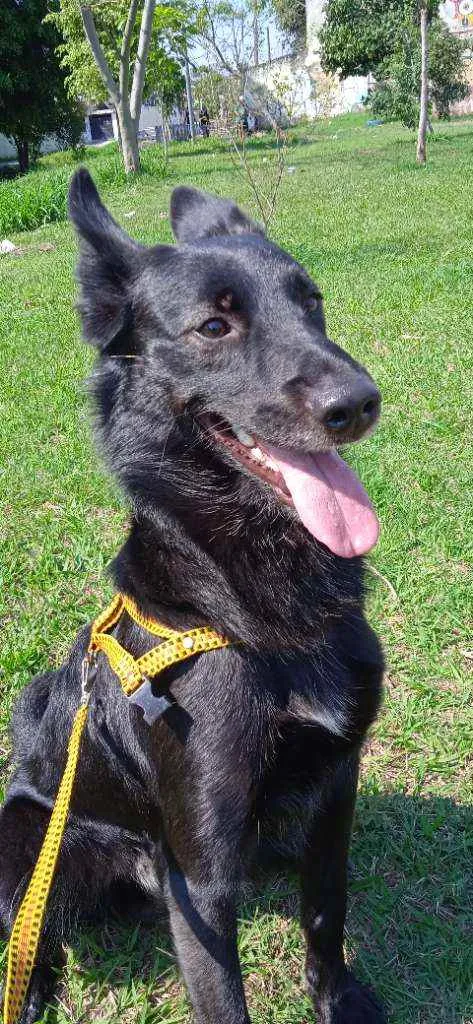 Cachorro ra a Pastor belga misturado com vir idade 1 ano nome Batman