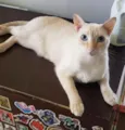 MARSHMALLOW