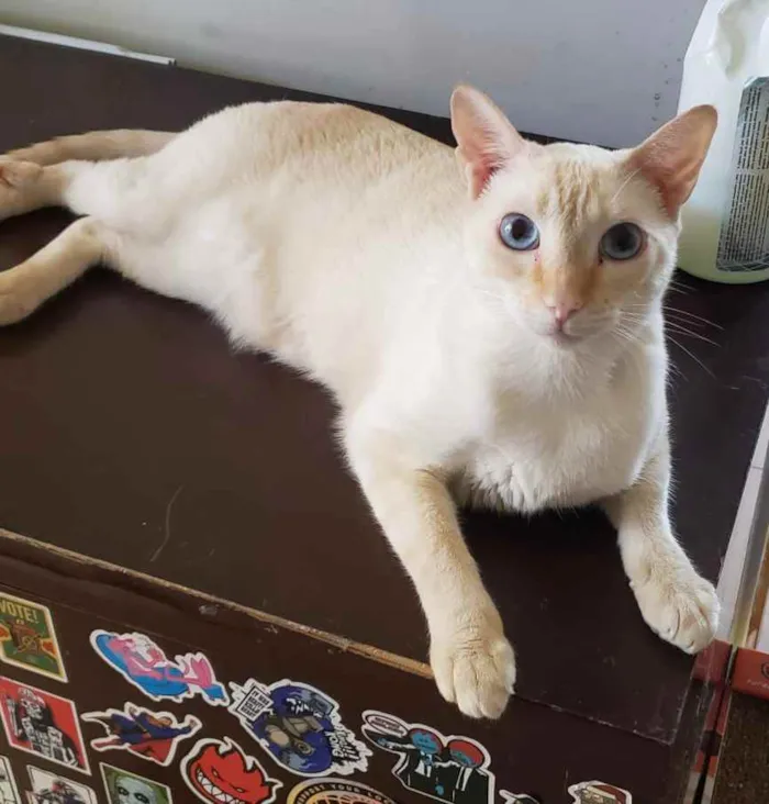Gato ra a SRD idade 7 a 11 meses nome MARSHMALLOW