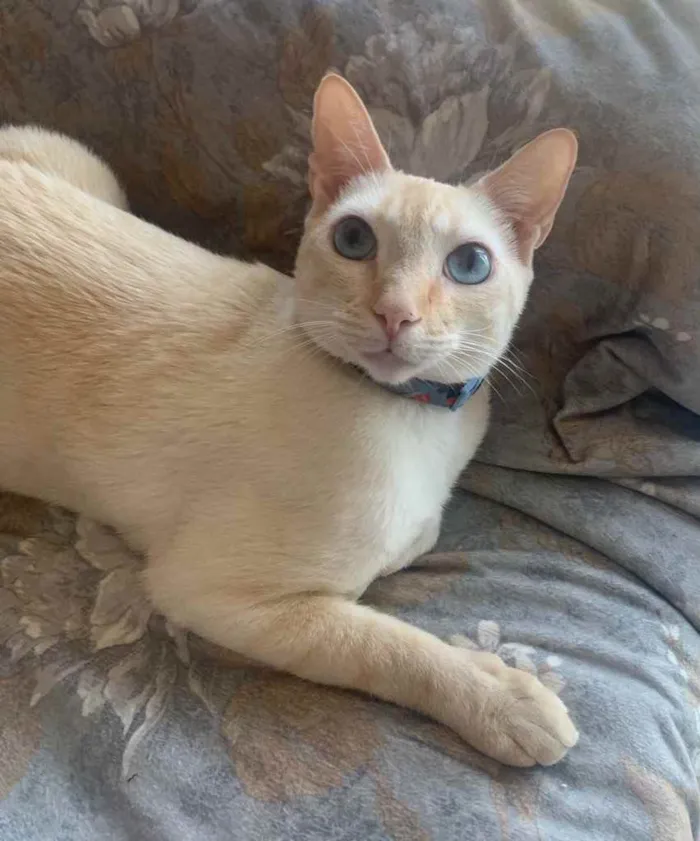 Gato ra a SRD idade 7 a 11 meses nome MARSHMALLOW