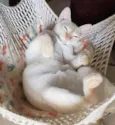 MARSHMALLOW