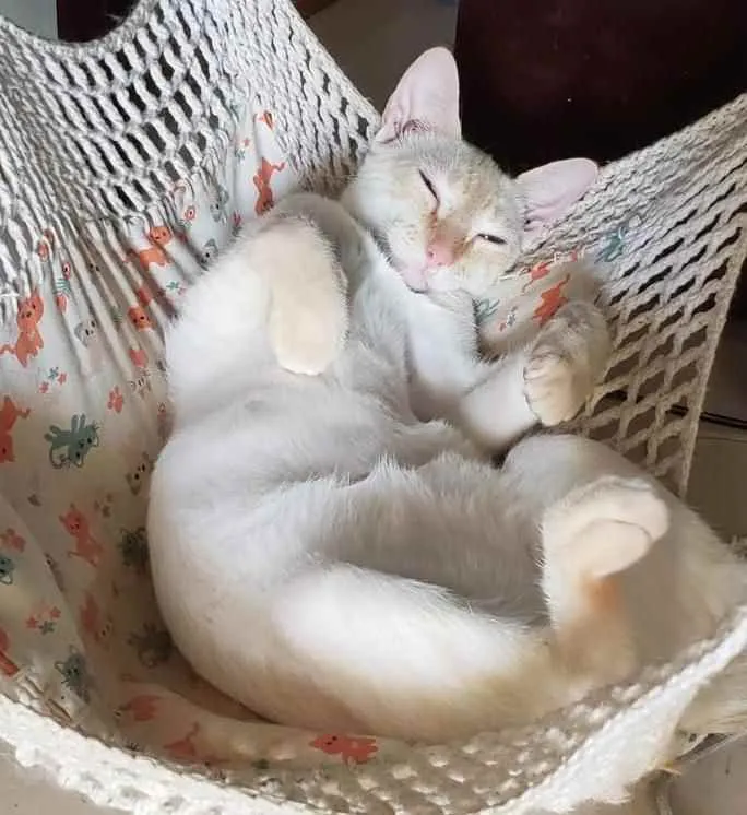 Gato ra a SRD idade 7 a 11 meses nome MARSHMALLOW