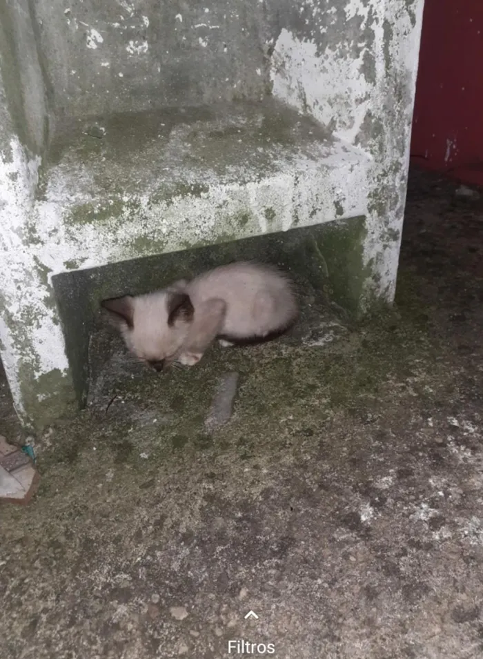 Gato ra a Siamês idade Abaixo de 2 meses nome Sem nome