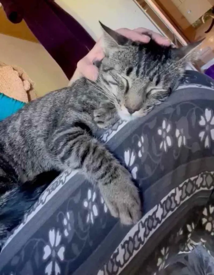 Gato ra a SRD idade 7 a 11 meses nome PUPI