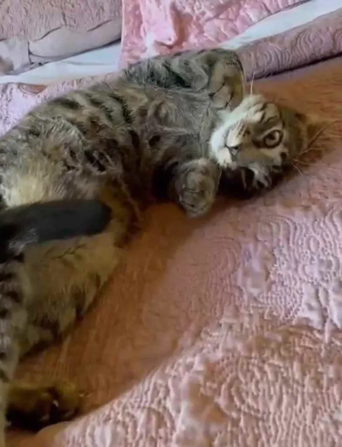 Gato ra a SRD idade 7 a 11 meses nome PUPI