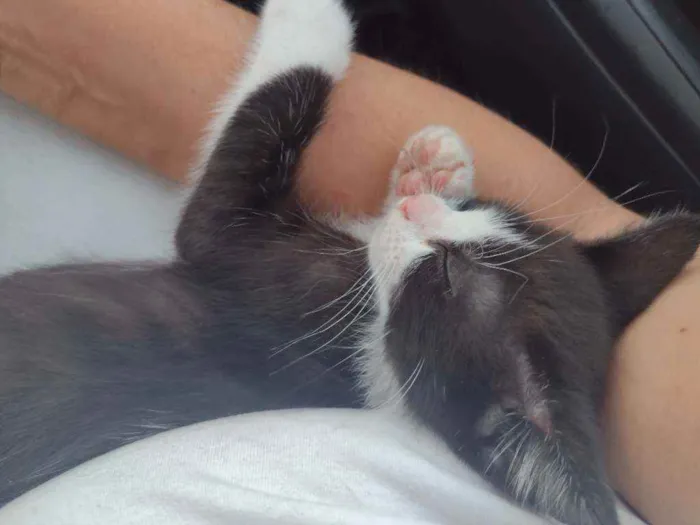 Gato ra a Srd idade Abaixo de 2 meses nome Numero 4