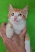 Malik