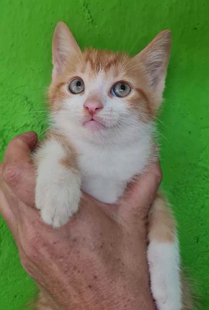Gato raça SRD idade Abaixo de 2 meses nome Malik