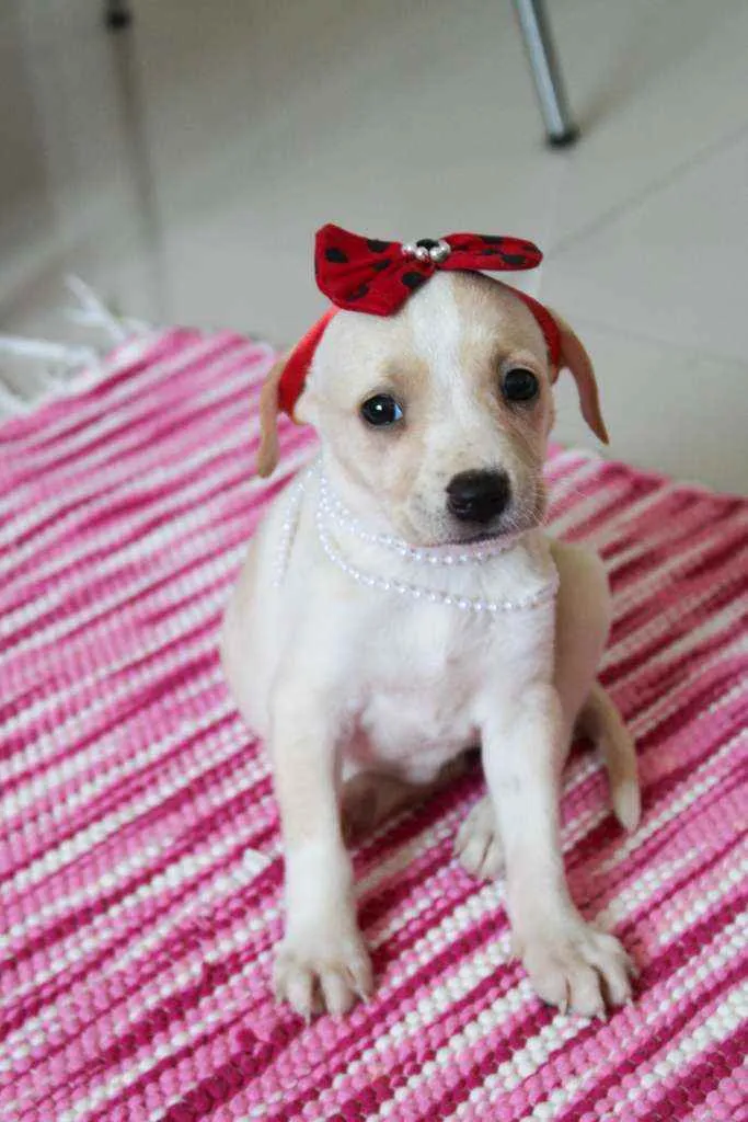 Cachorro ra a SRD idade 2 a 6 meses nome Aurora