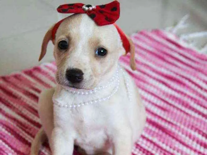 Cachorro ra a SRD idade 2 a 6 meses nome Aurora