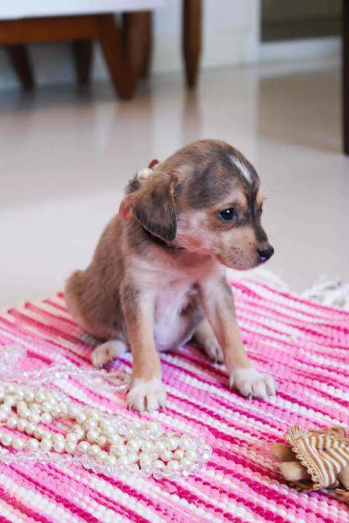 Cachorro ra a SRD idade 2 a 6 meses nome Jasmine