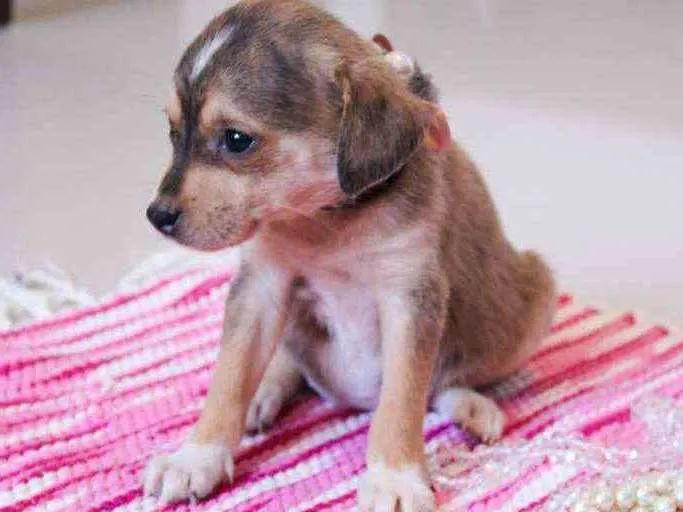 Cachorro ra a SRD idade 2 a 6 meses nome Jasmine