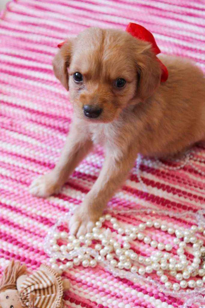 Cachorro ra a SRD idade 2 a 6 meses nome Ariel