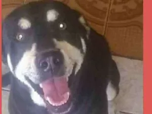 Cachorro raça SRD idade 3 anos nome Laika