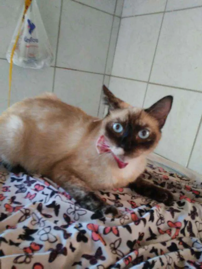 Gato ra a Siamesa idade 2 anos nome Liz