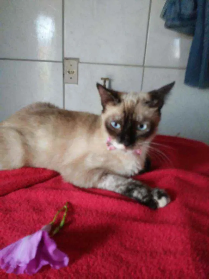 Gato ra a Siamesa idade 2 anos nome Liz