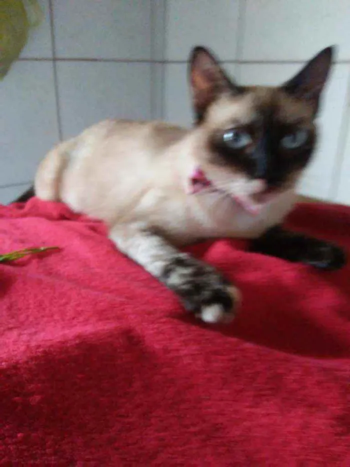 Gato ra a Siamesa idade 2 anos nome Liz