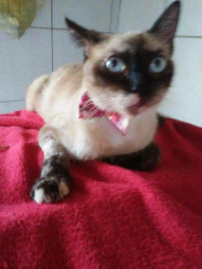 Gato ra a Siamesa idade 2 anos nome Liz