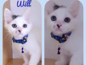 Gato raça Srd idade 2 a 6 meses nome Will