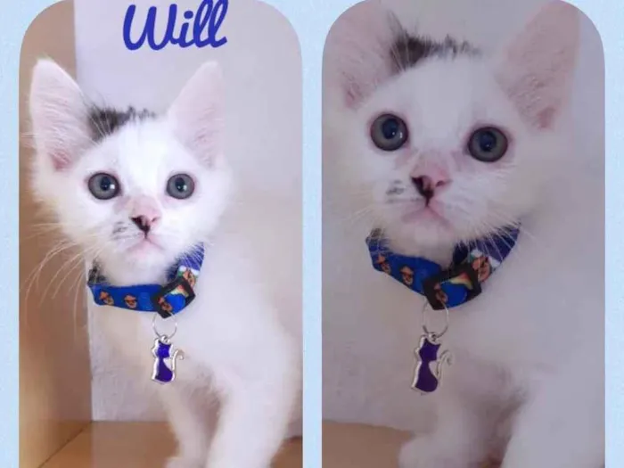 Gato raça Srd idade 2 a 6 meses nome Will