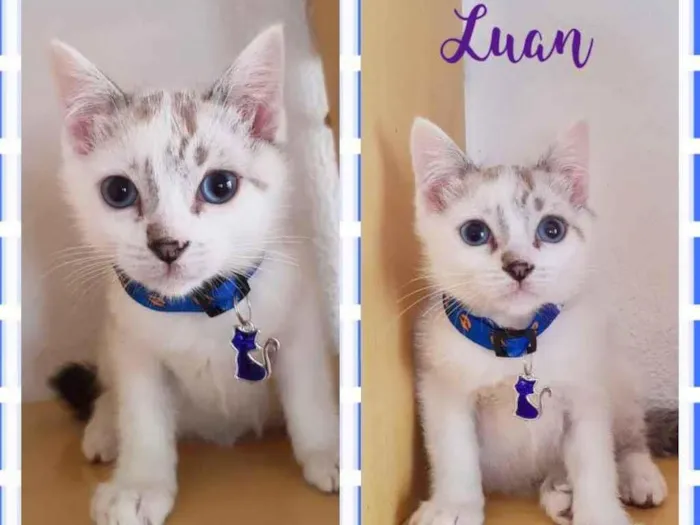 Gato raça Srd idade 2 a 6 meses nome Luan