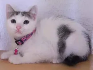 Gato raça Srd idade 2 a 6 meses nome Babi