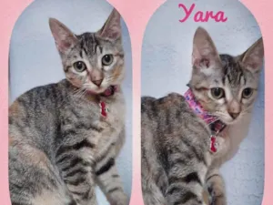 Gato raça Srd idade 2 a 6 meses nome Yara