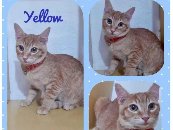 Gato raça Srd idade 2 a 6 meses nome Yellow 