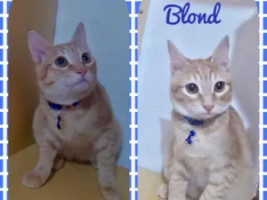Gato raça Srd idade 2 a 6 meses nome Blond
