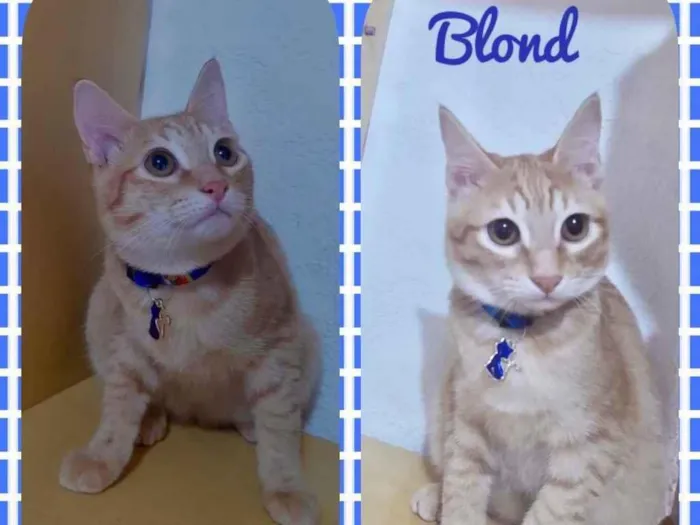 Gato raça Srd idade 2 a 6 meses nome Blond