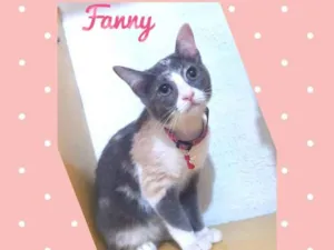 Gato raça Srd idade 2 a 6 meses nome Fanny
