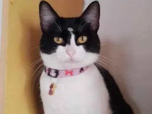 Gato raça Srd idade 1 ano nome Cindy