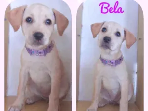 Cachorro raça Srd idade 2 a 6 meses nome Bela 