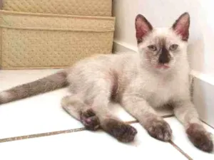 Gato raça SRD idade 2 a 6 meses nome Lady e Princesa