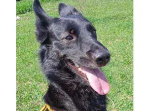 Cachorro raça Pastor belga misturado com vir idade 1 ano nome Batman