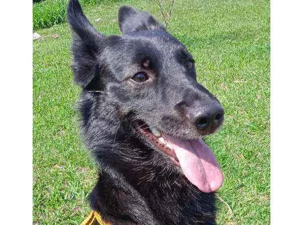 Cachorro ra a Pastor belga misturado com vir idade 1 ano nome Batman